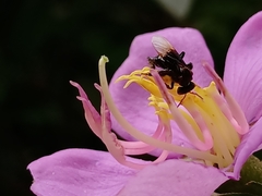 Homotrigona apicalis