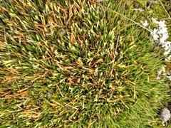 Oreobolus pectinatus