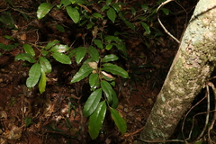 Cryptocarya sclerophylla