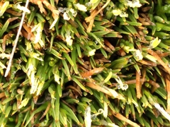 Oreobolus pectinatus