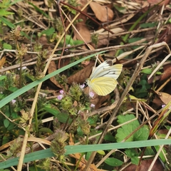 Pieris latouchei
