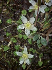 Caltha obtusa