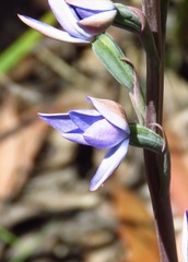Thelymitra nuda