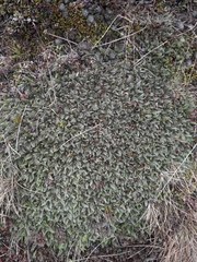 Anisotome imbricata imbricata