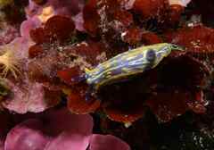 Felimare fontandraui