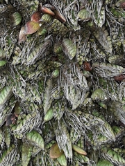 Anisotome imbricata imbricata
