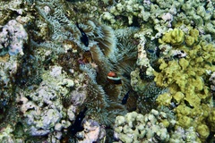 Amphiprion melanopus