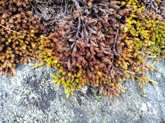 Dracophyllum muscoides