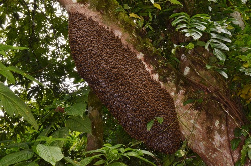 Himalayan Giant Honey Bee (Apis laboriosa)