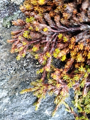 Dracophyllum muscoides