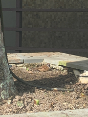 Passer montanus malaccensis