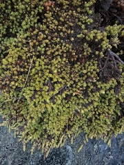 Dracophyllum muscoides