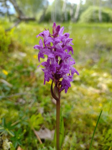 vstavačovec májový (Dactylorhiza majalis)