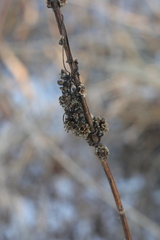 Cuscuta europaea