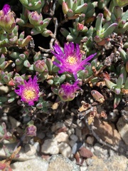 Esterhuysenia alpina