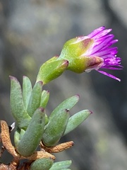 Esterhuysenia alpina
