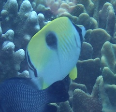 Chaetodon unimaculatus
