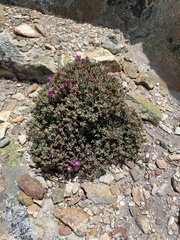 Esterhuysenia alpina