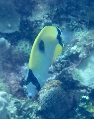 Chaetodon unimaculatus