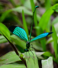 Neurobasis chinensis