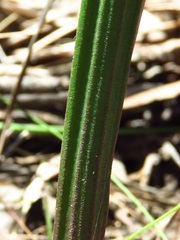 Thelymitra nuda