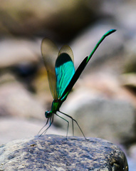 Neurobasis chinensis