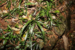 Asplenium attenuatum