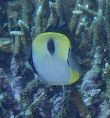 Chaetodon unimaculatus