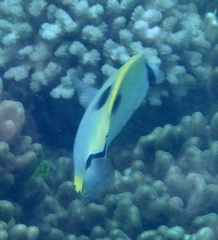Chaetodon unimaculatus
