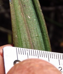 Thelymitra nuda