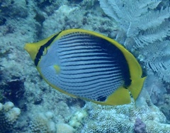 Chaetodon melannotus