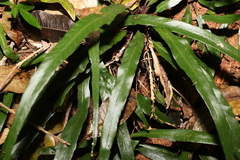 Asplenium attenuatum