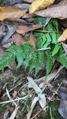 Deparia petersenii