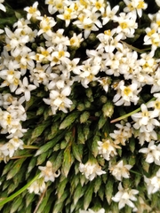 Kelleria villosa barbata