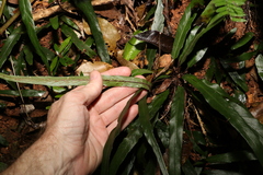 Asplenium attenuatum