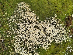 Kelleria villosa barbata