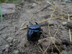 Phanaeus quadridens