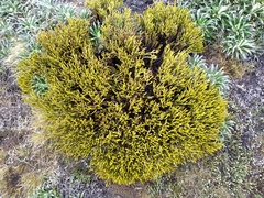 Veronica poppelwellii