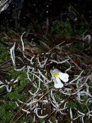 Ourisia caespitosa