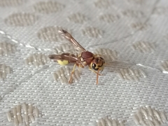 Antepipona