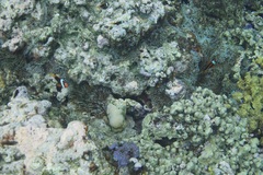 Entacmaea quadricolor