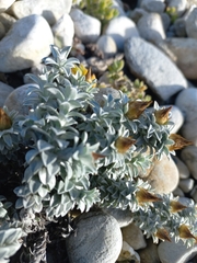 Helichrysum retortum