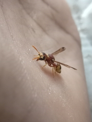 Antepipona