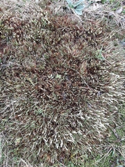 Oreobolus pectinatus