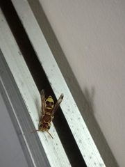 Antepipona