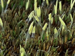 Oreobolus pectinatus