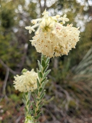 Pimelea octophylla