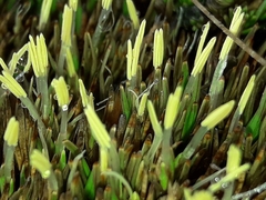 Oreobolus pectinatus