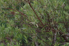 Terminalia sericea