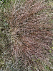 Schoenus pauciflorus
